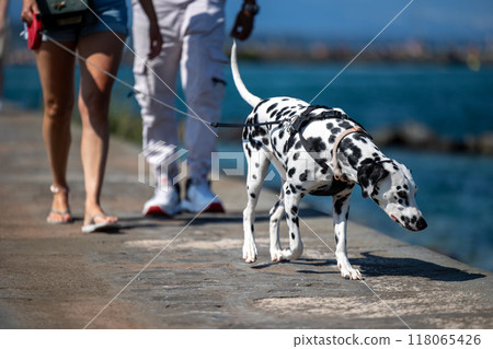 A Dalmatian dog walks with its owners along the sea 118065426