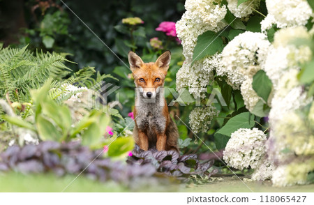 Portrait of a cute red fox cub sitting among garden flowers 118065427