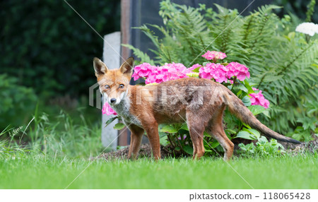 Portrait of a cute red fox cub standing on a green grass in a garden Portrait of a cute red fox cub standing on a green grass in a garden 118065428