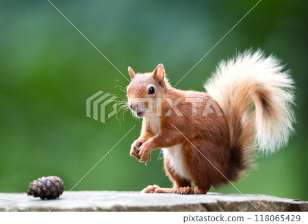 Portrait of a cute red squirrel eating nuts on a tree stump Portrait of a cute red squirrel eating nuts on a tree stump 118065429