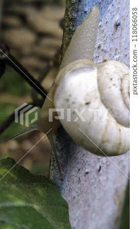 Shot of a white Grape snail Helix pomatia crawling on the tree trunk. High quality photo Shot of a white Grape snail Helix pomatia crawling on the tree trunk. High quality photo 118066058