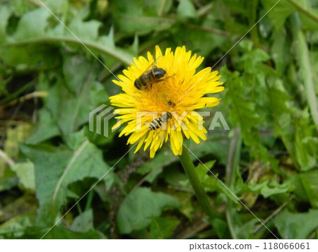 Working bee collecting pollen from a dandelion. High quality photo 118066061