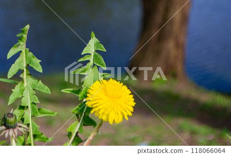 Yellow flowers of dandelions in green backgrounds. Spring and summer background. High quality photo Yellow flowers of dandelions in green backgrounds. Spring and summer background. High quality photo 118066064