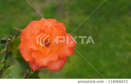 closeup beautiful orange rose flower on blur nature background, nature, plant, valentine, template, banner, decor, copy space 118066072