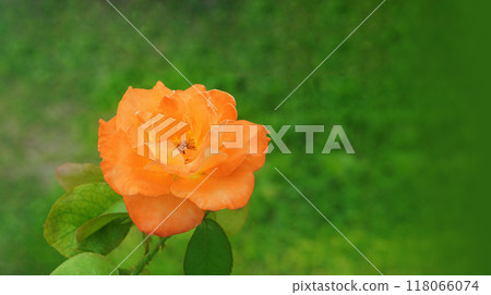 large orange rose flower on blur green background, nature, plant, valentine, template, banner, decor, copy space 118066074
