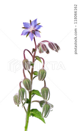 Borage flowers isolated on white background. Borago officinalis bush. Clipping path. Borage flowers isolated on white background. Borago officinalis bush. Clipping path. 118066162