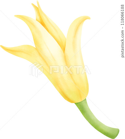 Champa flower 118066188