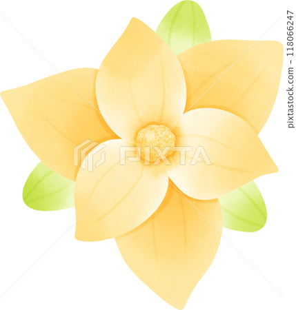 Magnolia coco flower 118066247