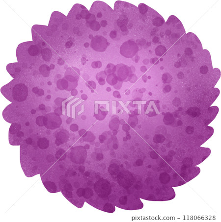 Purple Globe Amaranth 118066328