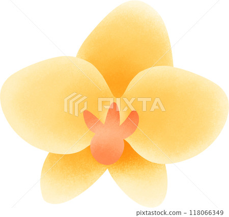 yellow orchid 118066349