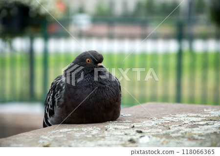 portrait og black and grey pigeon standing in the street 118066365