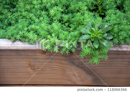 Closeup of succulent plant in a wooden pot in a public garden Closeup of succulent plant in a wooden pot in a public garden 118066366