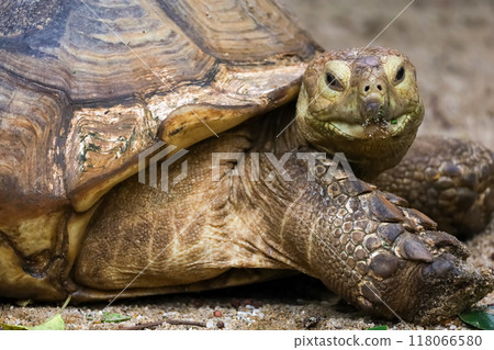 Close up head Sulcata tortoise in the garden at thailand Close up head Sulcata tortoise in the garden at thailand 118066580