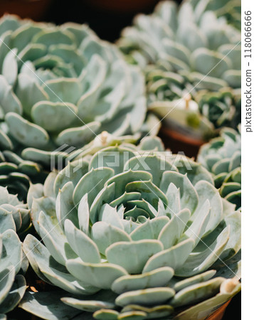 Cactus and succulent plants in pots 118066666
