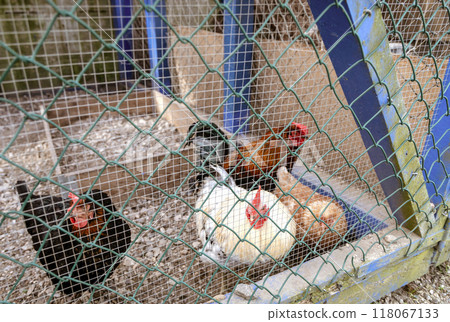A group of chickens are inside a cage. A group of chickens are inside a cage. 118067133
