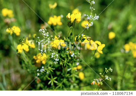 Beautiful wild flowers on a green meadow. Beautiful wild flowers on a green meadow. 118067134