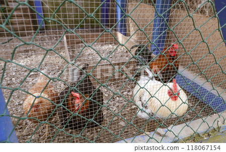 A group of chickens are inside a cage. A group of chickens are inside a cage. 118067154