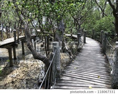 Mangrove Forest in Talabong Mangrove Park Bais City Philippines Photo Mangrove Forest in Talabong Mangrove Park Bais City Philippines Photo 118067331
