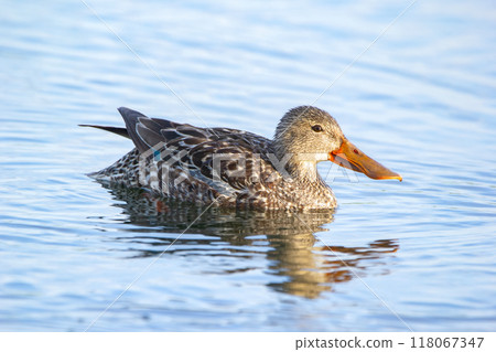 Female Northern shoveler duck is swimming in the pond waters. Female Northern shoveler duck is swimming in the pond waters. 118067347