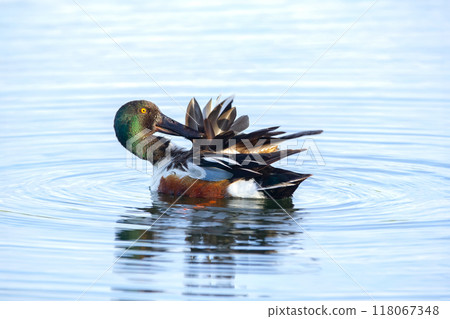 Male duck Northern Shoveler in bright breeding plumage is swimming and preening in calm lake waters. Male duck Northern Shoveler in bright breeding plumage is swimming and preening in calm lake waters. 118067348