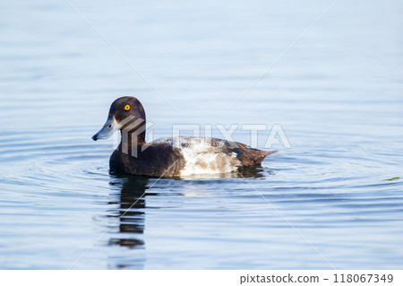 Male duck Lesser Scaup in bright breeding plumage is swimming in calm lake waters. Male duck Lesser Scaup in bright breeding plumage is swimming in calm lake waters. 118067349