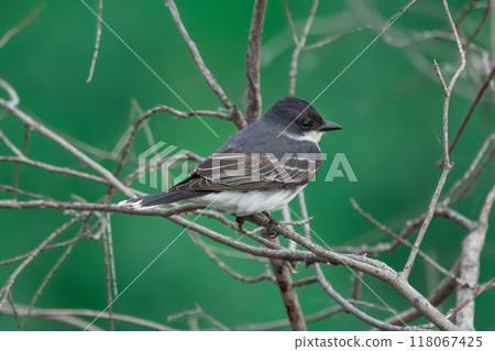 Bird Eastern kingbird is sitting on a twig in the summer park. 118067425