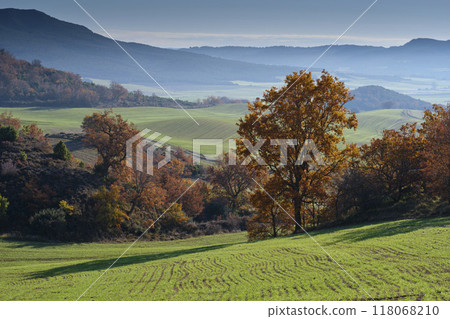 Autumn landscape with rolling hills and golden trees, Navarra, Spain Autumn landscape with rolling hills and golden trees, Navarra, Spain 118068210