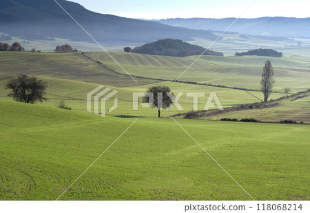 A field of grass with a tree in the middle. A field of grass with a tree in the middle. 118068214