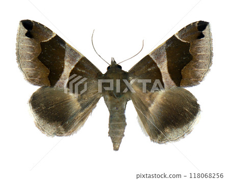 Moth with an unusual geometric pattern on its wings Dysgonia algira isolated on transparent, close-up, macro. Design element. Noctuidae, collection butterflies, insects. 118068256