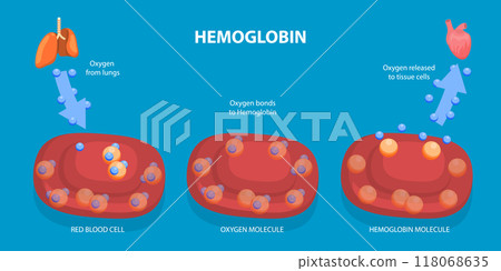 3D Isometric Flat Vector Illustration of Hemoglobin, Its Role as Oxygen Transporter in the Body 118068635