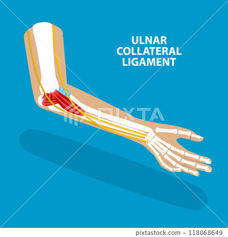 3D Isometric Flat Vector Illustration of Ulnar Collateral Ligament, UCL Structure 3D Isometric Flat Vector Illustration of Ulnar Collateral Ligament, UCL Structure 118068649