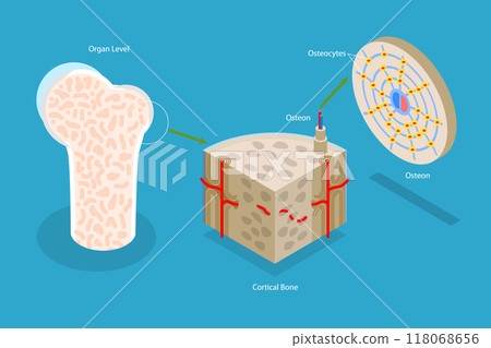 3D Isometric Flat Vector Illustration of Osteon, Diagram of Haversian System with Compact Bone Structure 3D Isometric Flat Vector Illustration of Osteon, Diagram of Haversian System with Compact Bone Structure 118068656