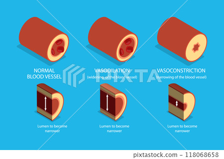 3D Isometric Flat Vector Illustration of Vasoconstriction And Vasodilation, Artery Constriction and Dilation on Blood Flow. 118068658