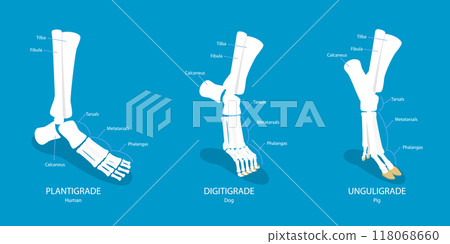 3D Isometric Flat Vector Illustration of Comparison of Plantigrade, Digitigrade and Unguligrade, Walking Methods of Human and Animals 118068660