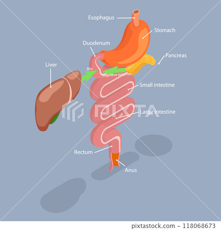 3D Isometric Flat Vector Illustration of Human Digestive System, Process of Dissolution, Absorption and Fermentation 3D Isometric Flat Vector Illustration of Human Digestive System, Process of Dissolution, Absorption and Fermentation 118068673