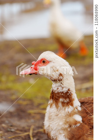 Muscovy duck and a distinctive red face is seen rummaging through the soil at the edge of a puddle. Vertical photo Muscovy duck and a distinctive red face is seen rummaging through the soil at the edge of a puddle. Vertical photo 118068990