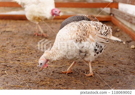 Turkey farm, turkey close-up, turkey rearing concept. Selective focus Turkey farm, turkey close-up, turkey rearing concept. Selective focus 118069002
