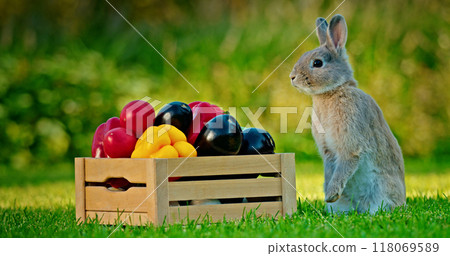 A cute rabbit stands on its hind legs near a crate of vegetables, representing the farm market concept. A cute rabbit stands on its hind legs near a crate of vegetables, representing the farm market concept. 118069589