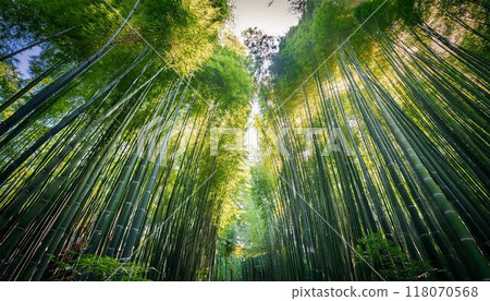Towering bamboo forest landscape, perfect for nature and travel themes Towering bamboo forest landscape, perfect for nature and travel themes 118070568