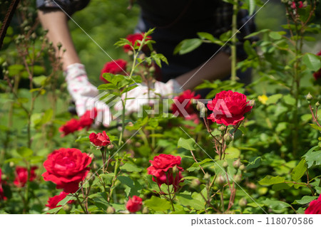 Girl is cutting roses in her garden, plants closeup. 118070586