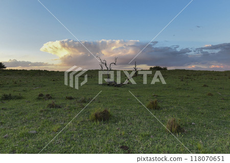 Calden tree landscape, La Pampa province, Patagonia, Argentina. 118070651