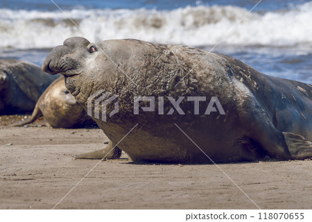 Male elephant seal, Peninsula Valdes, Patagonia, Argentina 118070655