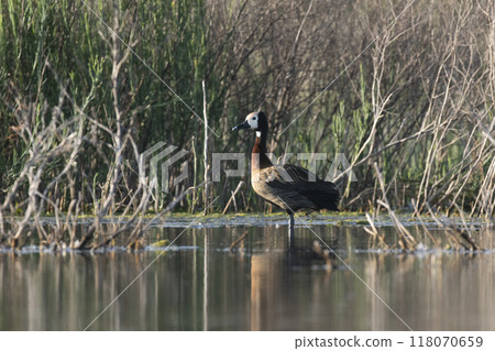 White faced Whistling Duck,  in marsh environment, La Pampa Province, Patagonia, Argentina. 118070659