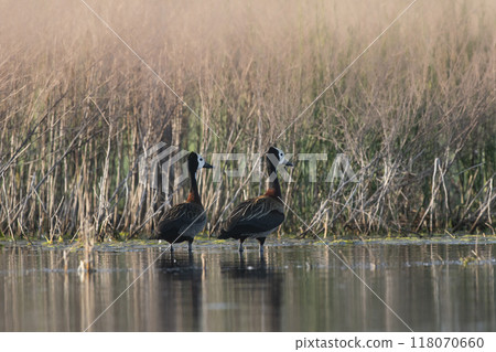 White faced Whistling Duck,  in marsh environment, La Pampa Province, Patagonia, Argentina. 118070660