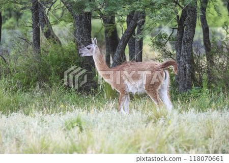 Lama animal, , in pampas grassland environment, La Pampa province, Patagonia,  Argentina 118070661