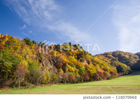 《滑雪場的秋天》平湯溫泉滑雪場周圍鮮豔的秋葉 118070668