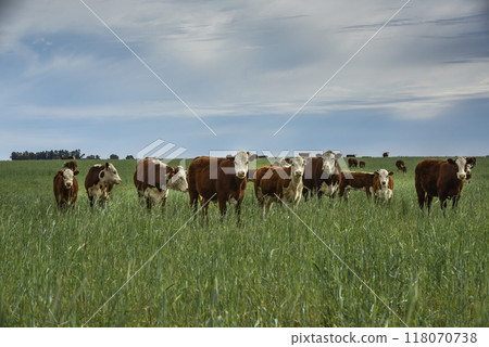 Cattle raising with natural pastures in Pampas countryside, La Pampa Province,Patagonia, Argentina. Cattle raising with natural pastures in Pampas countryside, La Pampa Province,Patagonia, Argentina. 118070738