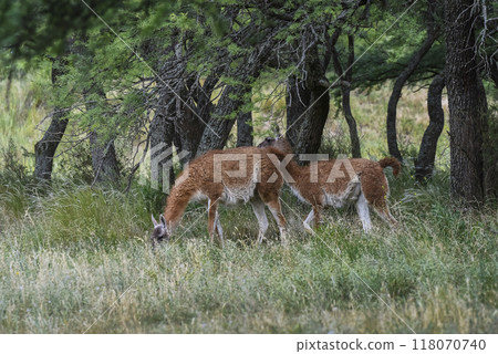 Lama animal, , in pampas grassland environment, La Pampa province, Patagonia, Argentina Lama animal, , in pampas grassland environment, La Pampa province, Patagonia, Argentina 118070740