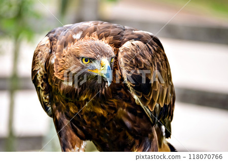 eagle, bird, portrait 118070766