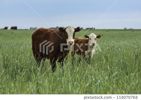 Cattle raising  with natural pastures in Pampas countryside, La Pampa Province,Patagonia, Argentina. 118070768